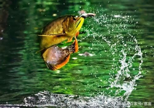 能否提供更多關于龍魚的活動信息，pubmed觀賞魚中的“龍魚”活動場景圖文并茂