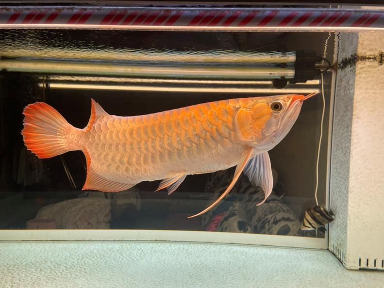 如何判斷龍魚是否喜歡吃雞蛋？，龍魚是否喜歡吃雞蛋