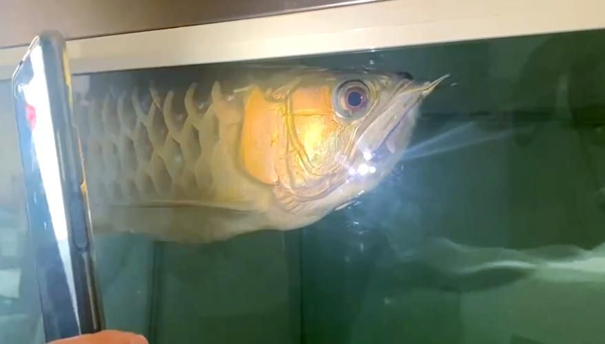 如何判斷龍魚是否喜歡吃雞蛋？，龍魚是否喜歡吃雞蛋