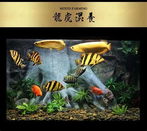 印尼四紋虎，《印尼四紋虎》——觀賞魚愛好者中的“夜行刺客”