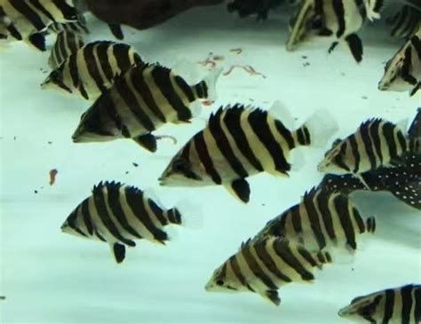 印尼四紋虎，《印尼四紋虎》——觀賞魚愛好者中的“夜行刺客”