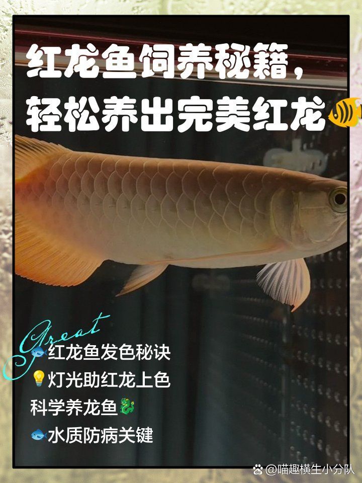 改善紅龍生活環境的方法，印尼紅龍魚飼養指南:紅龍魚飼養指南:紅龍魚的飼養指南