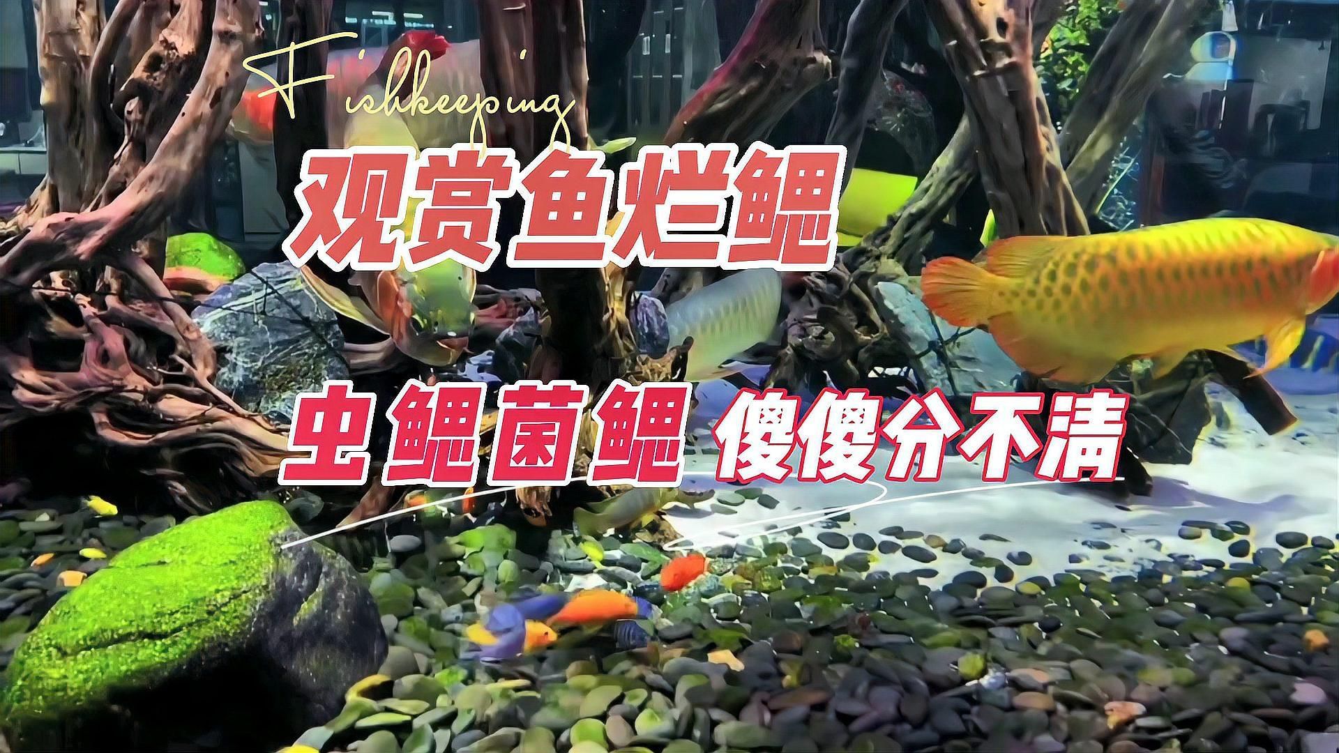 如何判斷魚是否感染魚鰓蓋爛，觀賞魚爛鰓病的區別 如何判斷魚是否感染魚鰓蓋爛，觀賞魚爛鰓病的區別 龍魚百科