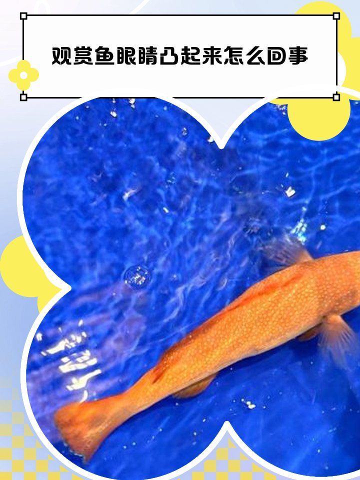 如何判斷魚突眼病是否由病原感染引起，如何判斷魚突眼