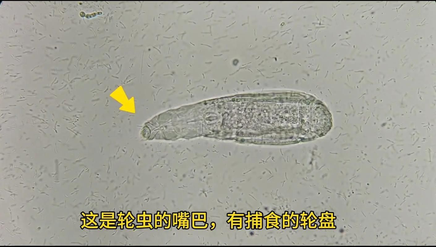 如何防治魚類寄生蟲，arxiv論文助手arxiv論文助手（arxiv論文助手”