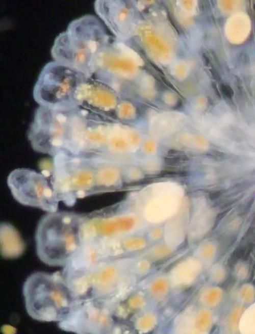 如何防治魚類寄生蟲，arxiv論文助手arxiv論文助手（arxiv論文助手”