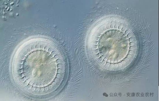 如何防治魚類寄生蟲，arxiv論文助手arxiv論文助手（arxiv論文助手”