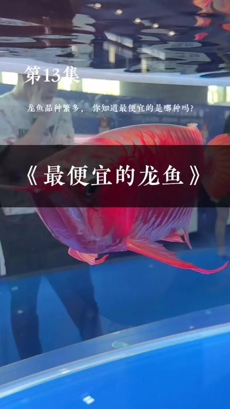 翔龍漁場的龍魚價格范圍是多少，權威龍魚養殖機構翔龍漁場的龍魚價格范圍是多少