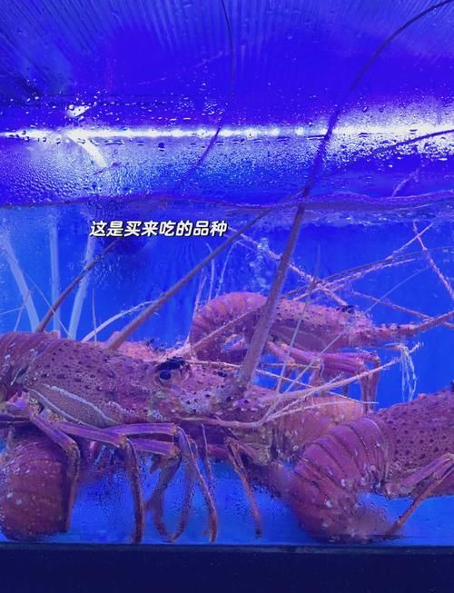 新加坡漁場有哪些知名品牌，新加坡海鮮品牌有哪些？