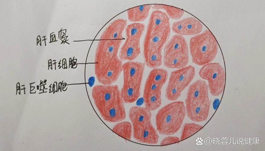 土霉素治療龍魚炸鱗的副作用有哪些？，土霉素治療龍魚炸鱗