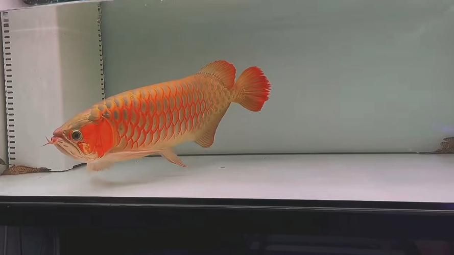 如何鑒別祥龍超血紅龍魚的真偽？，祥龍超血紅龍魚真偽鑒別指南