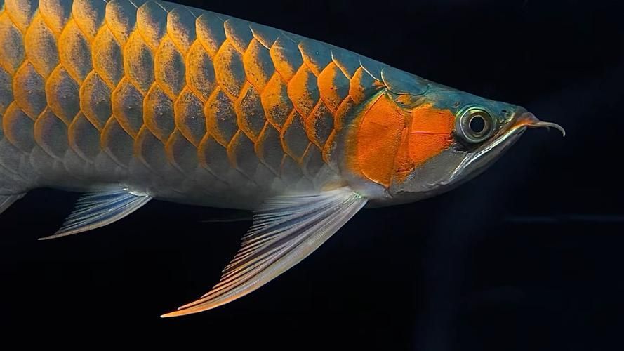 紅龍魚什么顏色最貴，紅龍魚的顏色和價格