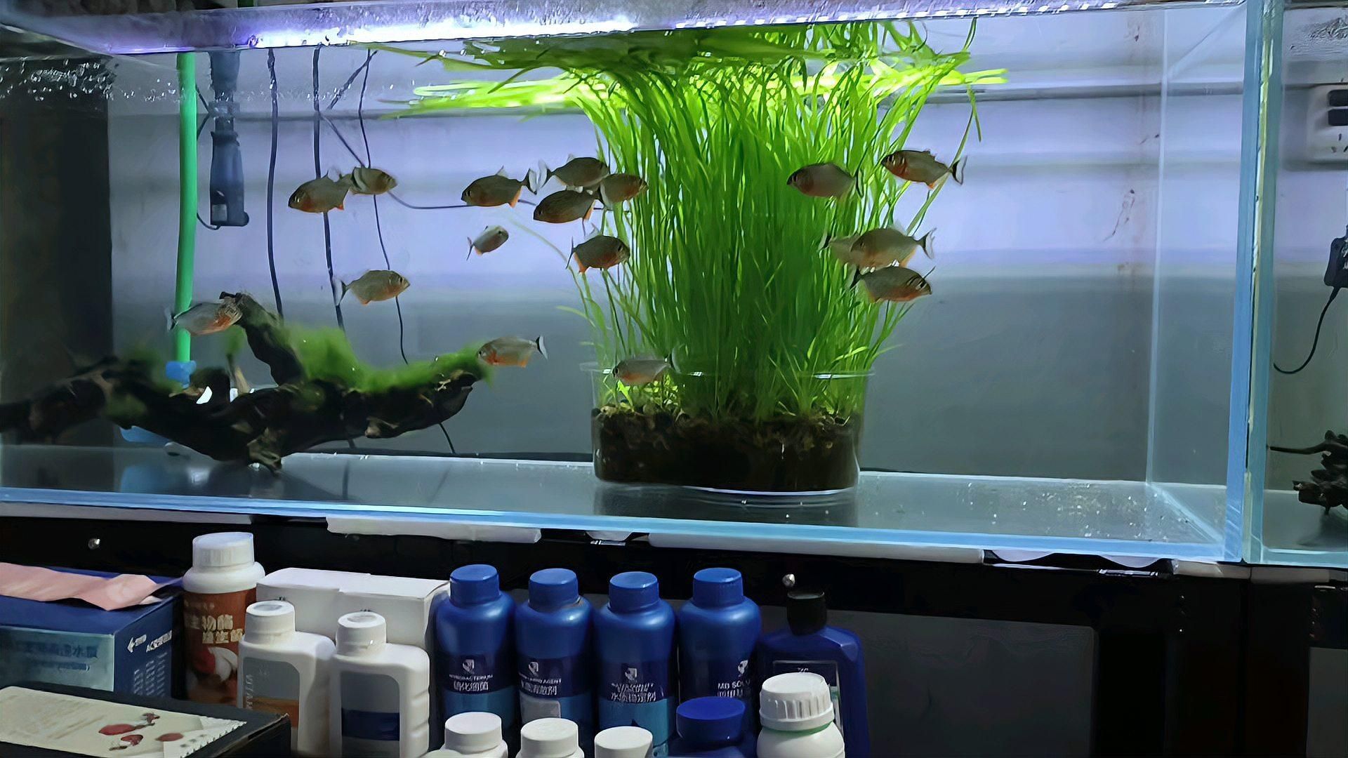 1米2魚缸養金龍需要多大的水體？，1.2米魚缸養金龍魚需要哪些設備？