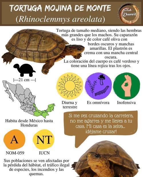 如何判斷動物是否適合混養，紅綠燈魚詳解如何判斷動物是否適合混養的核心知識