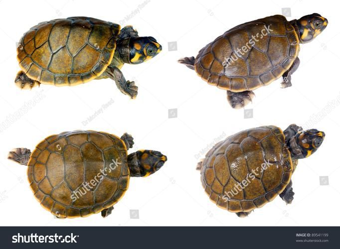 如何判斷動物是否適合混養，紅綠燈魚詳解如何判斷動物是否適合混養的核心知識