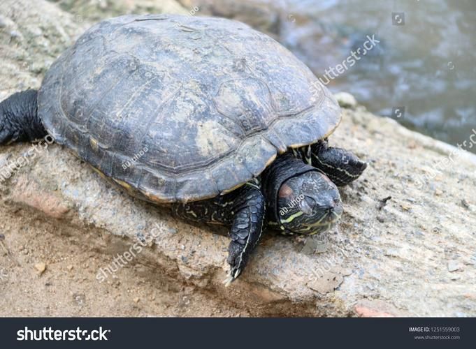 如何判斷動物是否適合混養，紅綠燈魚詳解如何判斷動物是否適合混養的核心知識