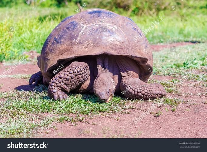 如何判斷動物是否適合混養，紅綠燈魚詳解如何判斷動物是否適合混養的核心知識