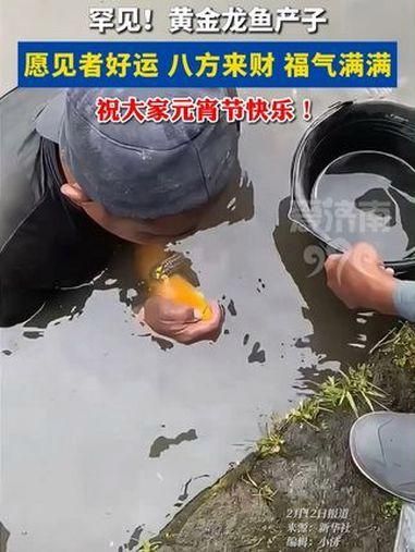 有哪些高清的龍魚(yú)視頻推薦？