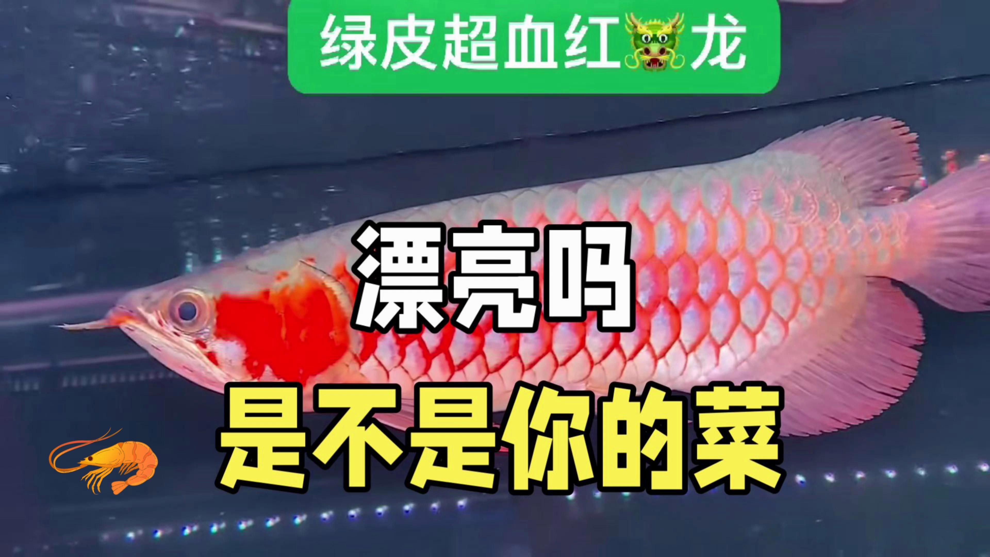 有哪些高清的龍魚(yú)視頻推薦？