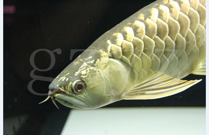 鯊魚嘴龍魚的價格是多少？，鯊魚嘴龍魚價格在100元至300元人民幣以上，如何辨別真假鯊魚嘴龍魚