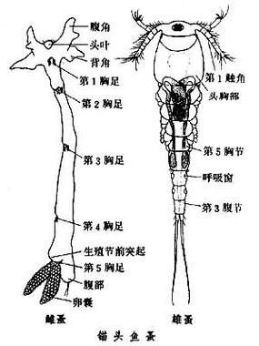 龍魚寄生蟲最怕的三樣東西，龍魚寄生蟲最怕的三樣東西并要求1000字內(nèi)容和配圖