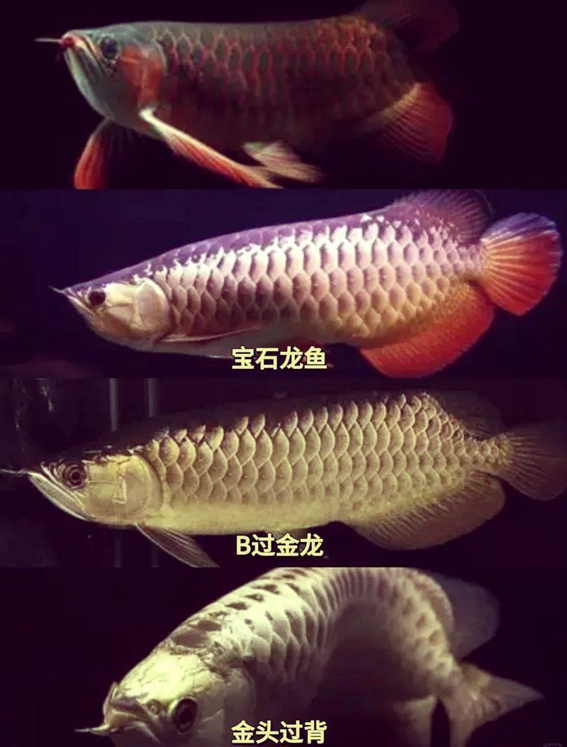 龍魚之家中哪些品種最受歡迎，龍魚之家中哪個品種最受歡迎