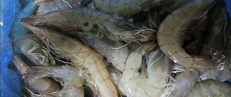 基圍蝦有哪些常見的烹飪方法，基圍蝦原汁原味的烹飪方法簡單快捷的烹飪方法以保留鮮味和營養