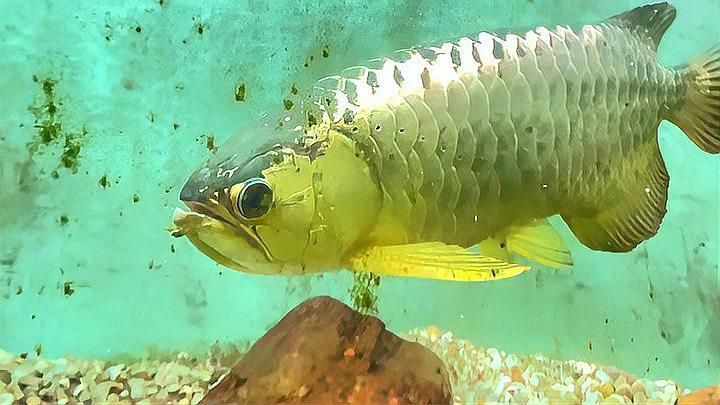 金頭過背金龍魚炮頭好還是，金頭過背金龍魚怎么樣？