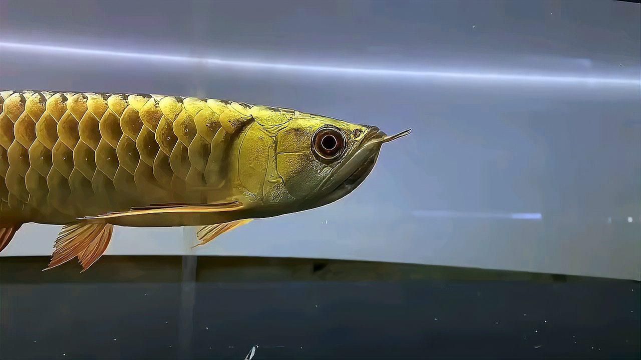 金頭過背金龍魚炮頭好還是，金頭過背金龍魚怎么樣？