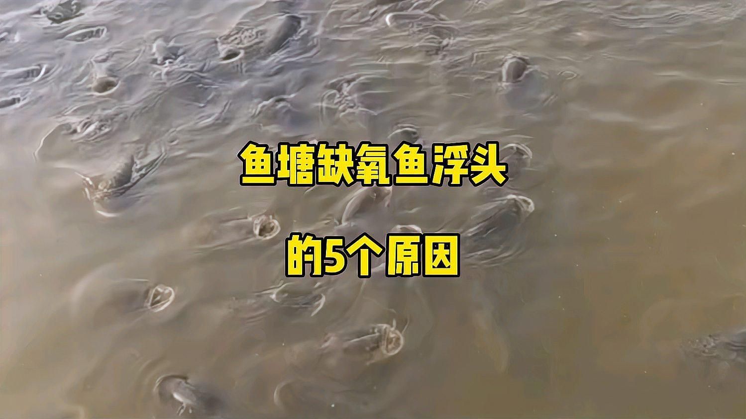 魚塘缺氧浮頭會死亡嗎，塘缺氧浮頭現象通常指的是水中溶解氧含量過低導致死亡