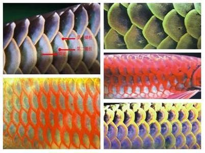 如何鑒別真假貴陽龍魚？，arxiv論文助手鑒別真假貴陽龍魚（arxiv論文助手）