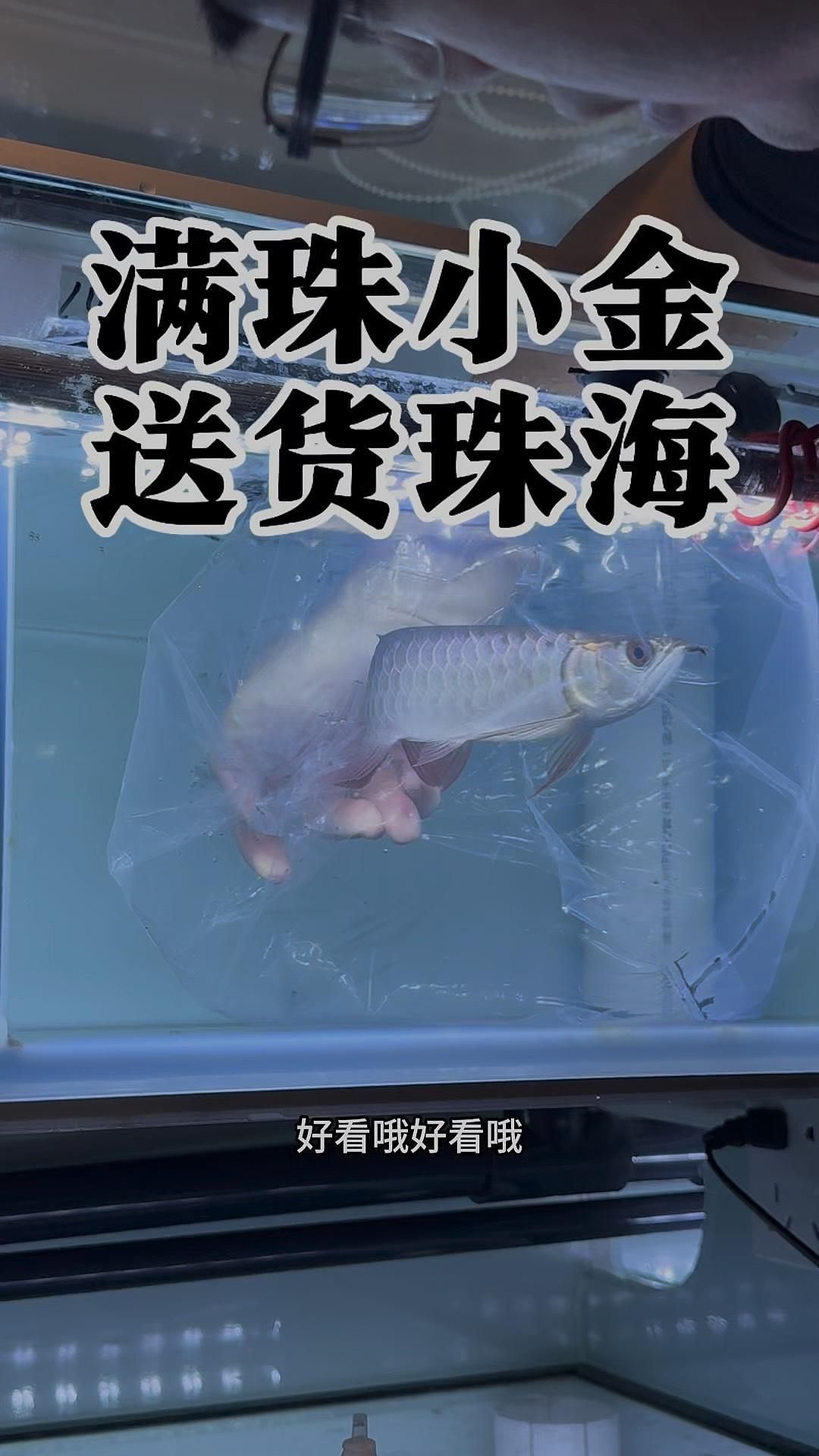 如何區(qū)分古典龍魚和藍底龍魚，古典過背金龍與藍底龍魚的區(qū)別