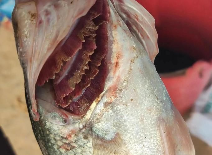 如何預防魚得爛鰓病,中草藥預防魚類爛鰓病 龍魚百科 第3張 如何預防魚得爛鰓病,中草藥預防魚類爛鰓病 如何預防魚得爛鰓病,中草藥預防魚類爛鰓病 龍魚百科 第3張