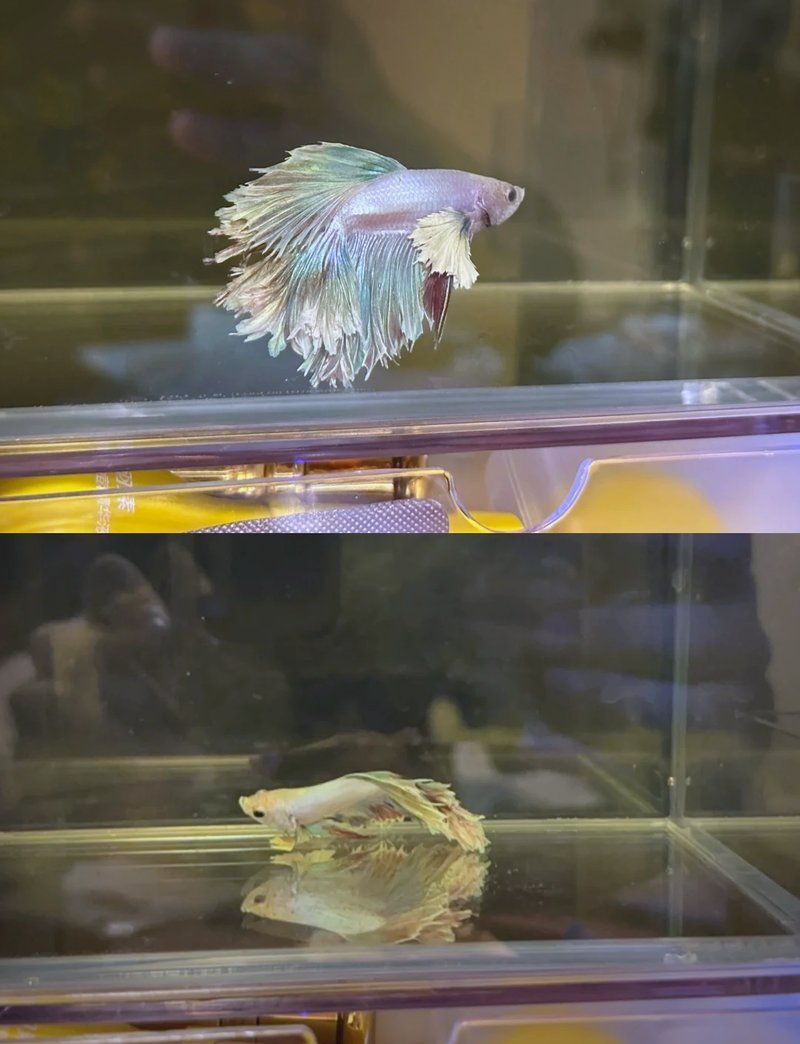 龍魚燒尾多久會恢復健康？，如何判斷龍魚燒尾是否好轉？