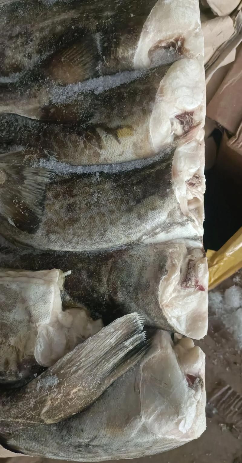 黃河鱈和龍魚有什么區(qū)別？，黃河鱈與龍魚的區(qū)別