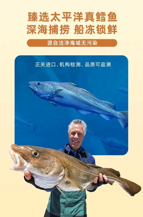 黃河鱈和龍魚有什么區(qū)別？，黃河鱈與龍魚的區(qū)別