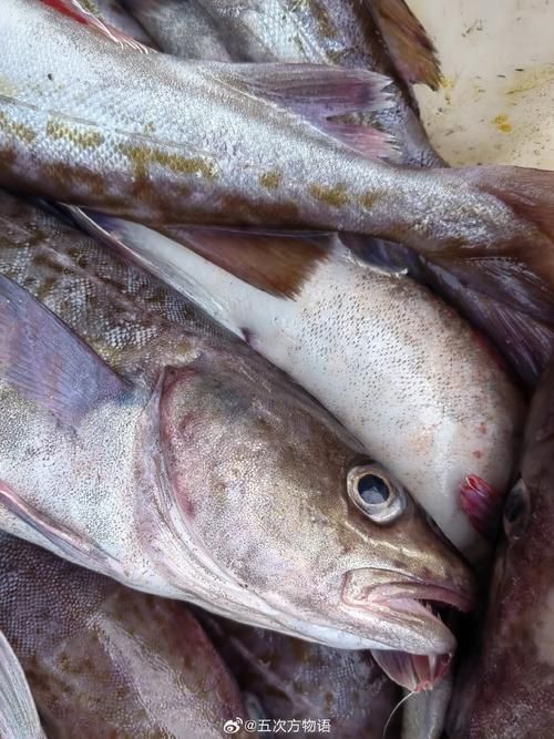 黃河鱈和龍魚有什么區(qū)別？，黃河鱈與龍魚的區(qū)別