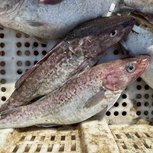 黃河鱈和龍魚有什么區(qū)別？，黃河鱈與龍魚的區(qū)別