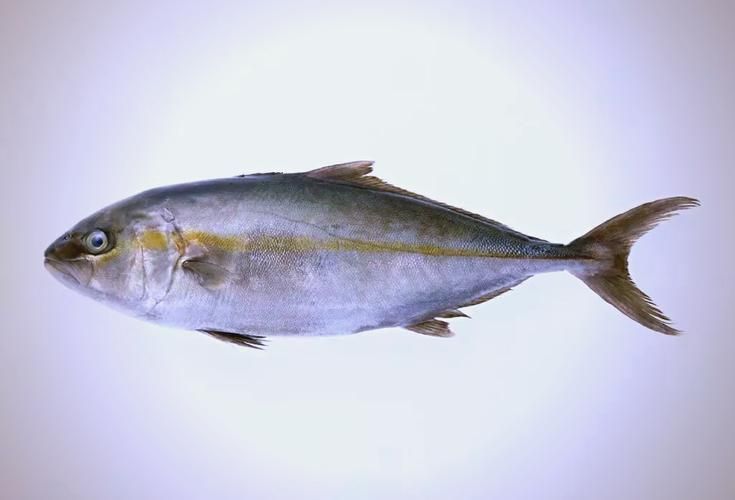 黃河鱈和龍魚有什么區(qū)別？，黃河鱈與龍魚的區(qū)別