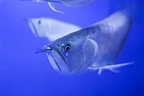 銀龍魚鱗片脫落會感染嗎？，銀龍魚受傷及脫鱗的典型狀態及處理過程中注意事項