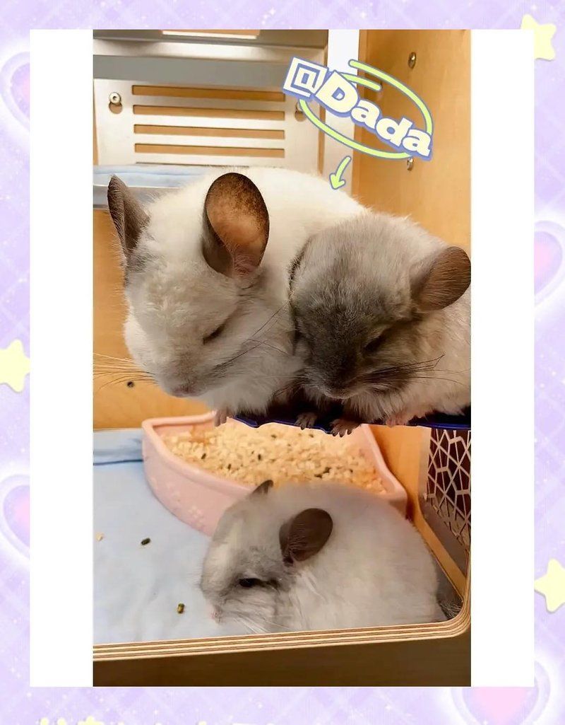 如何預防龍貓的先天性疾病，龍貓先天性疾病滯留引發敗血癥，龍貓先天性疾病滯留