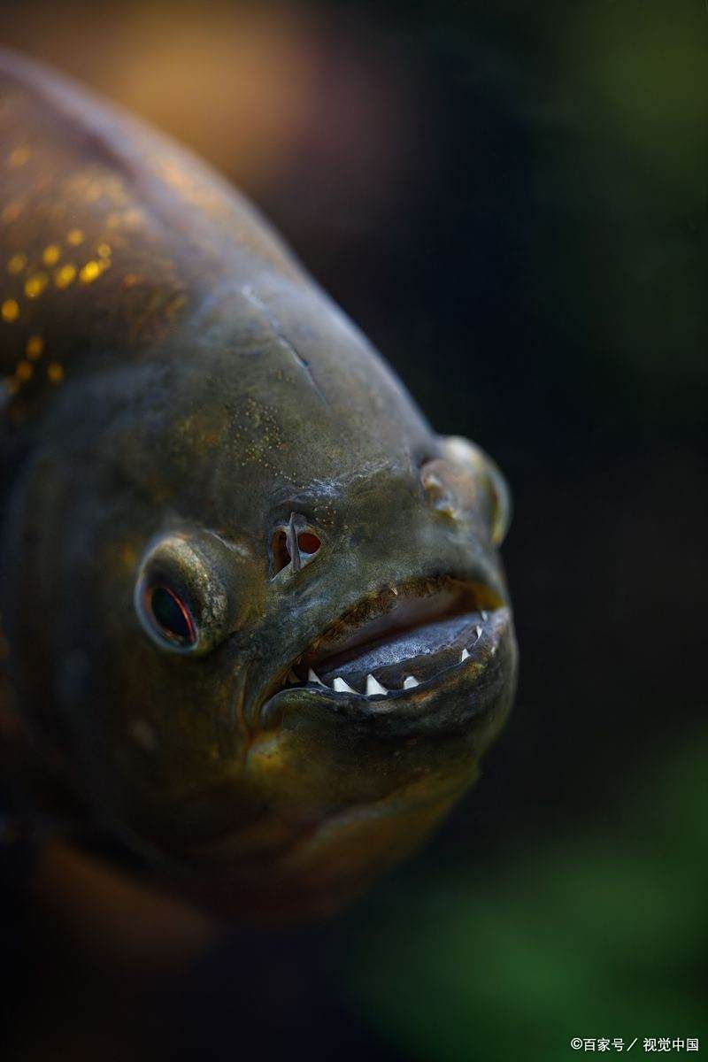 能推薦一些治療龍魚白膜的藥物嗎？，治療龍魚白膜的有效藥物和方案，幫你盡快救回愛魚