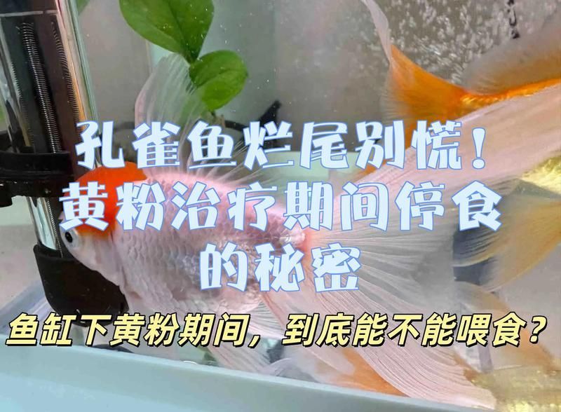 爛尾魚(yú)治療期間需要停食嗎，爛尾魚(yú)在治療期間需要停食嗎？