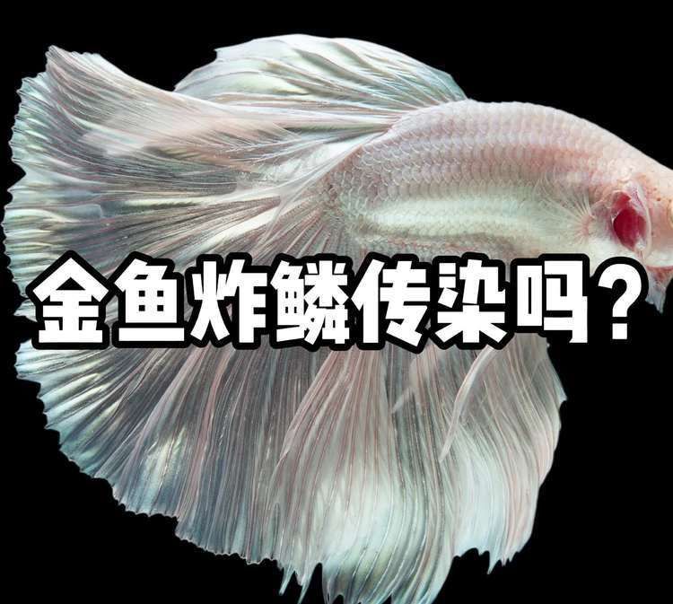 豎鱗病會傳染給其他魚類嗎，如何預防豎鱗病
