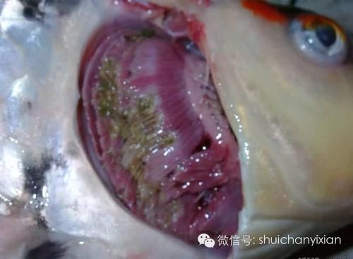 鰓蓋腐爛最簡單三個步驟圖片，魚缸鰓蓋腐爛怎么辦