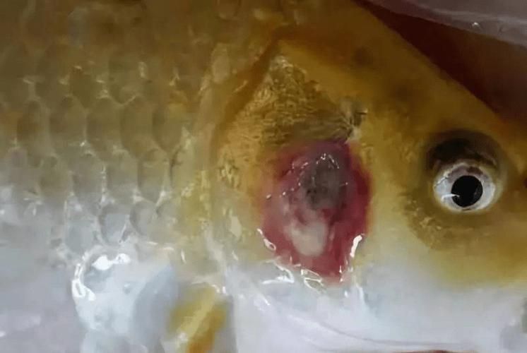 鰓蓋腐爛最簡單三個步驟圖片，魚缸鰓蓋腐爛怎么辦