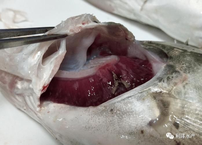 鰓蓋腐爛最簡單三個步驟圖片，魚缸鰓蓋腐爛怎么辦