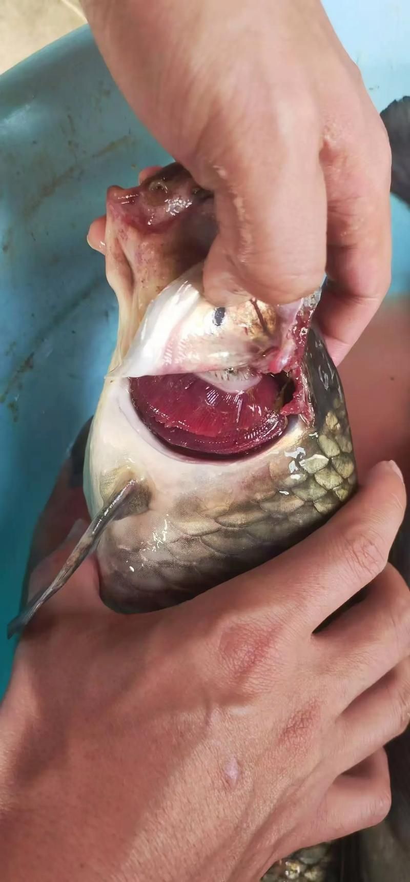 鰓蓋腐爛最簡單三個步驟圖片，魚缸鰓蓋腐爛怎么辦
