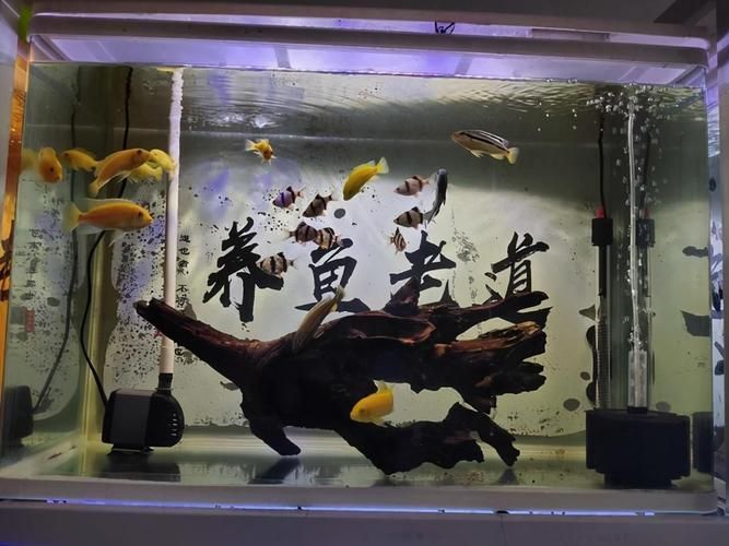 玉州龍魚的養殖技術有哪些？，關于玉州龍魚養殖技術