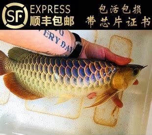 哪里可以購買到正宗的龍魚魚苗，如何挑選正宗的龍魚魚苗